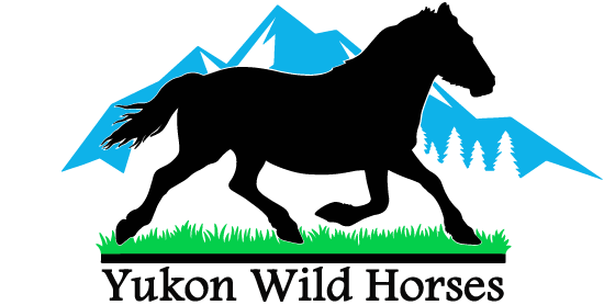 Yukon Wild Horses » observation and protection